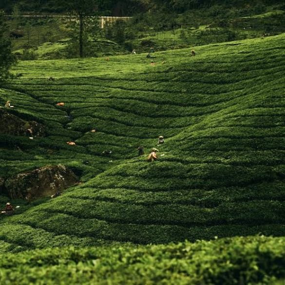 asam-best-place (1)