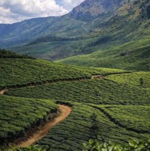 kerala-best-places (3)